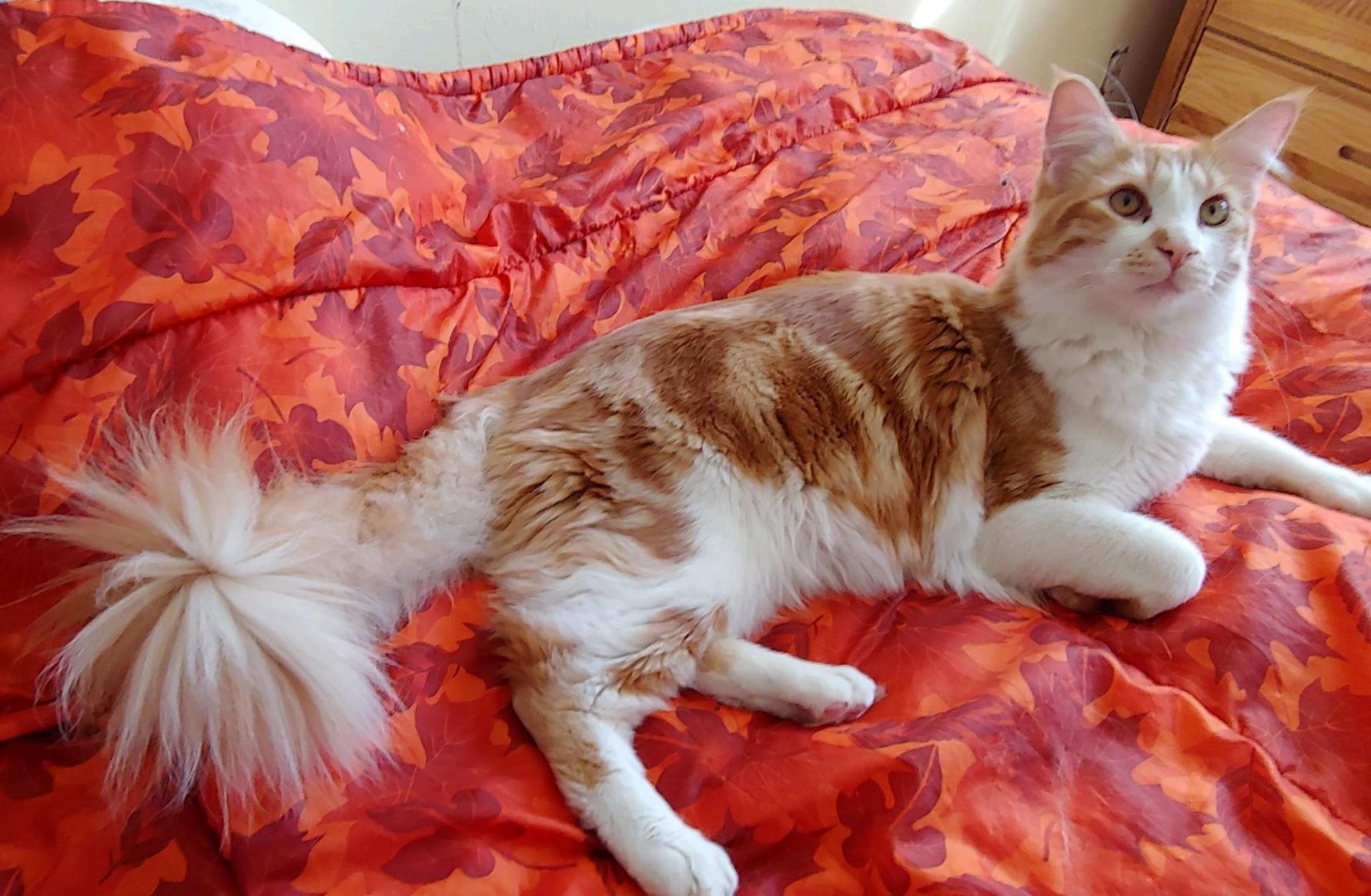 Adopt a friend: Paco